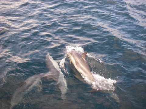 15Dauphins.JPG