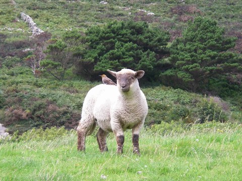 mini-03-Sheep and little bird.JPG