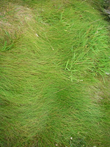 mini-17- Nos traces de fesses sur l'herbe à dodo.JPG