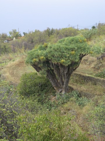 12-Las Tricias - arbre dragon.jpg