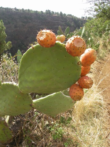 14-Figues de Barbarie.jpg