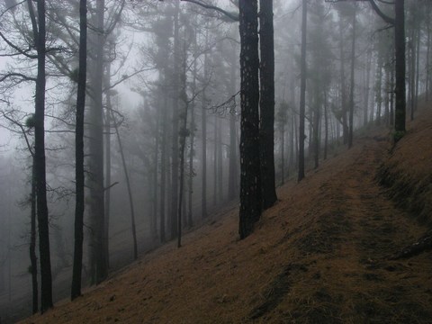 57-Les nuages envahissent la foret de pins.JPG