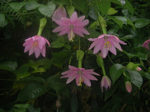 Fleurs danseuses d'opéra