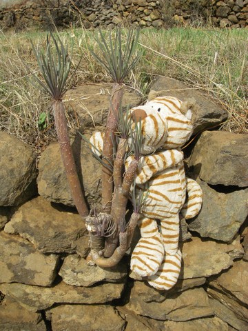 15-Hobbes a trouvé un cactus sans épines.jpg